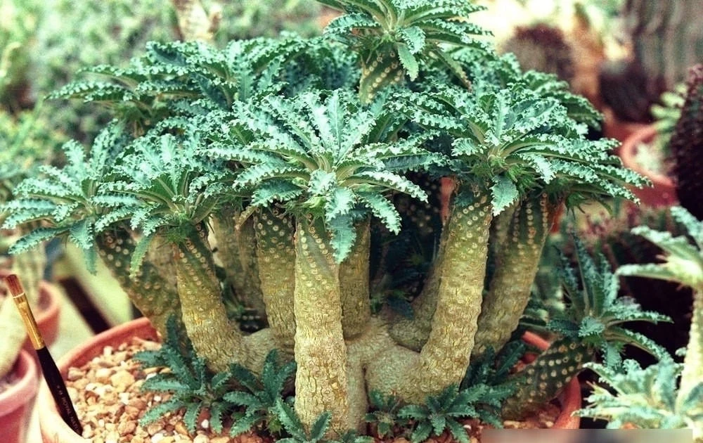 View - Độc lạ loài cây mặt trời 5.000 đô giúp gia chủ phát tài | Báo Tri thức và Cuộc sống - TIN TỨC PHỔ BIẾN KIẾN THỨC 24H