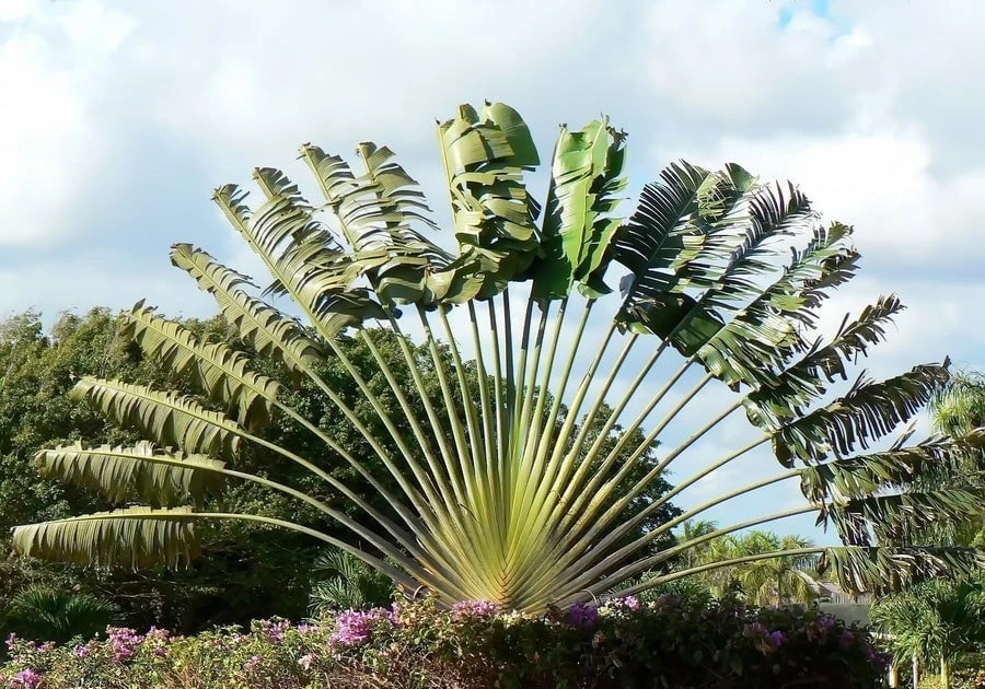 View - Cây cảnh quạt gió khổng lồ, mang phong thủy may mắn đến sân vườn nhà | Báo Tri thức và Cuộc sống - TIN TỨC PHỔ BIẾN KIẾN THỨC 24H
