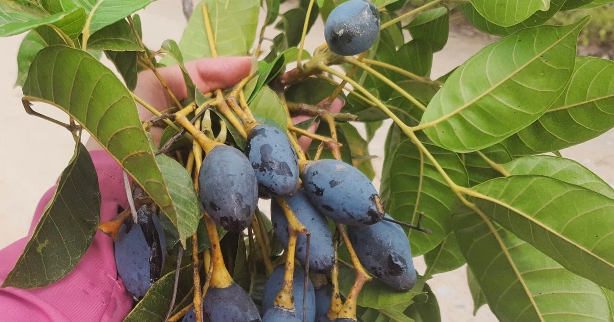 View - Loại quả ví như 'vàng đen' ở Hà Tĩnh nhộn nhịp vào mùa thu hoạch | Báo Tri thức và Cuộc sống - TIN TỨC PHỔ BIẾN KIẾN THỨC 24H