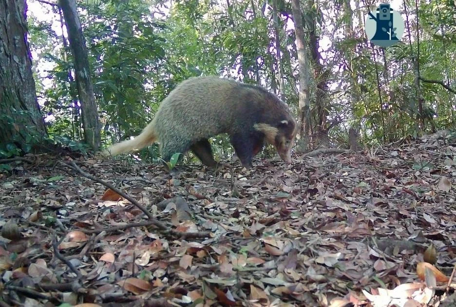 Gallery - Bẫy ảnh hé lộ thế giới hoang dã bí ẩn tại Nghệ An | Báo Tri thức và Cuộc sống - TIN TỨC PHỔ BIẾN KIẾN THỨC 24H