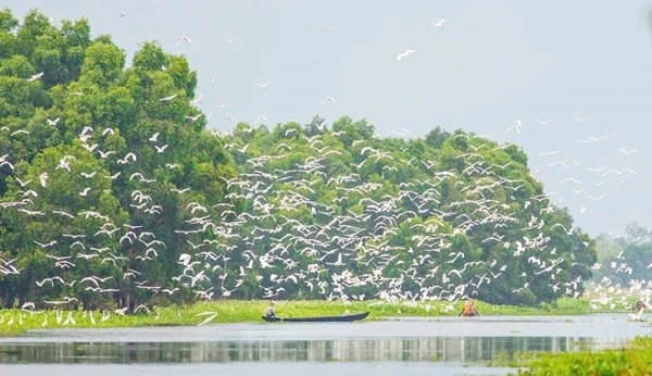 Đồng Tháp: Hồi sinh “món ăn khoái khẩu” của sếu đầu đỏ giữa lòng Tràm Chim