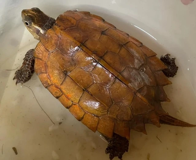 View - Người dân Hà Tĩnh giao nộp cá thể rùa vàng quý hiếm | Báo Tri thức và Cuộc sống - TIN TỨC PHỔ BIẾN KIẾN THỨC 24H