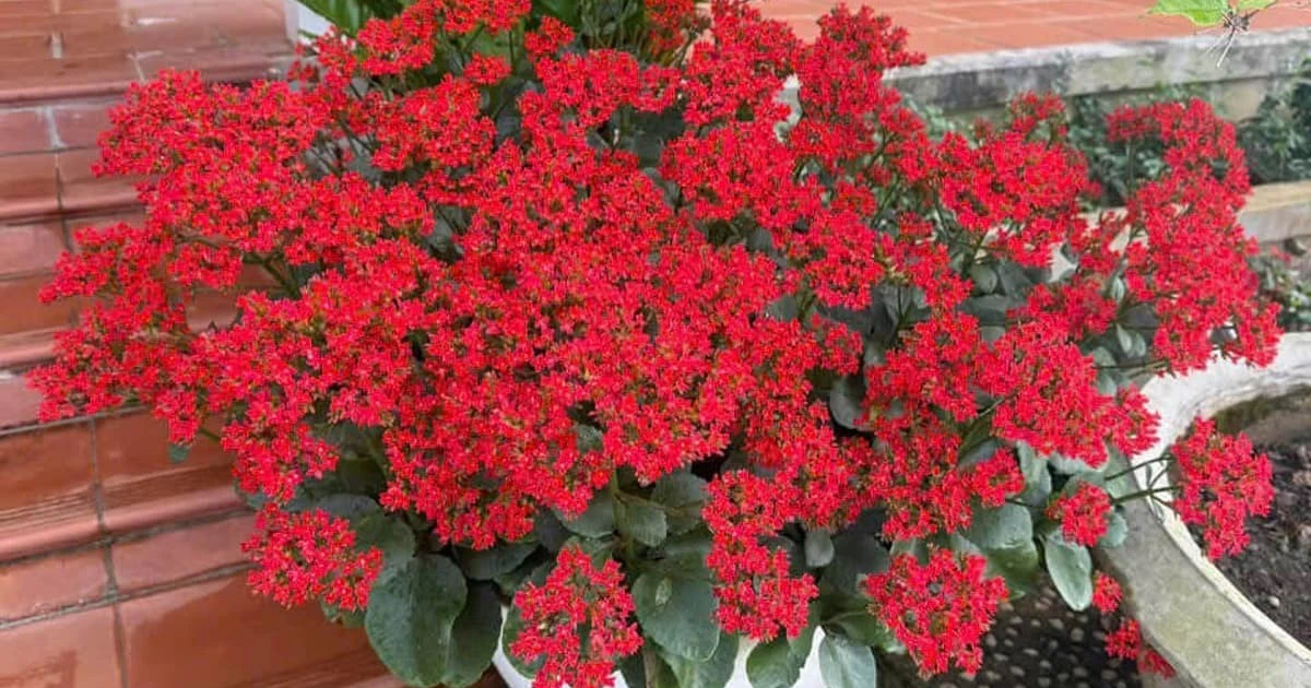 View -  Đặt cây sống đời đúng chỗ, tài lộc kéo về không ngừng nghỉ | Báo Tri thức và Cuộc sống - TIN TỨC PHỔ BIẾN KIẾN THỨC 24H