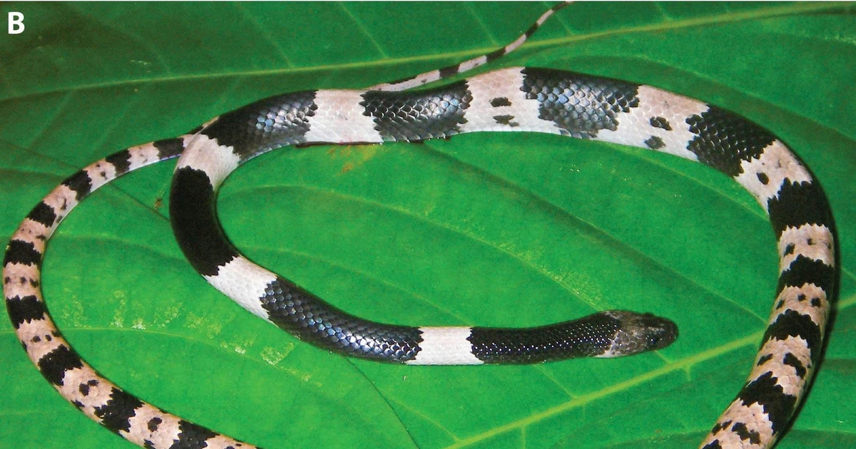 View - Phát hiện loài rắn khuyết mới chuyên biệt với hang động tại Quảng Bình | Báo Tri thức và Cuộc sống - TIN TỨC PHỔ BIẾN KIẾN THỨC 24H