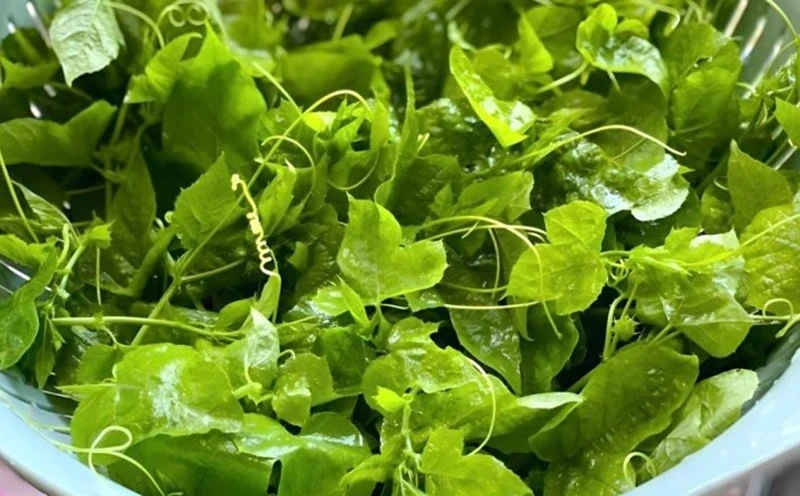 Rau lạc tiên - vị thuốc dân gian giúp người lớn tuổi cải thiện giấc ngủ