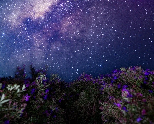 View - Thức đêm 'săn' dải ngân hà kỳ ảo trên đồi sim Suối Bon | Báo Tri thức và Cuộc sống - TIN TỨC PHỔ BIẾN KIẾN THỨC 24H