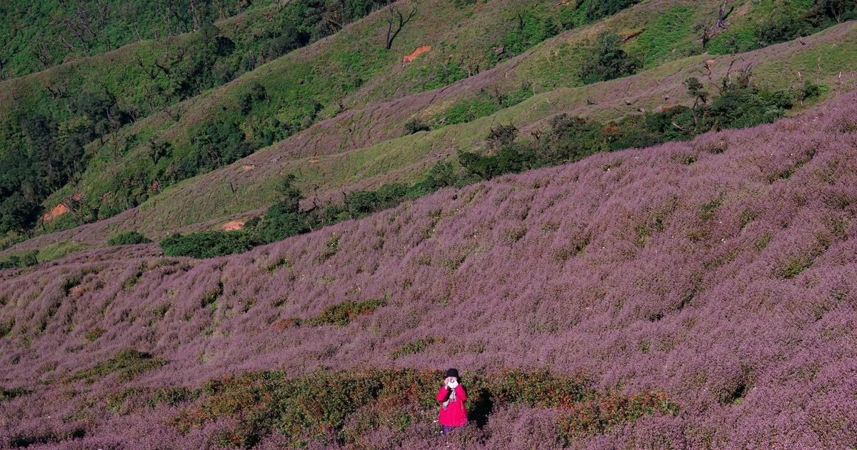 View - Trekking săn hoa chi pâu trên đỉnh Tà Chì Nhù, chọn tour nào để an toàn? | Báo Tri thức và Cuộc sống - TIN TỨC PHỔ BIẾN KIẾN THỨC 24H