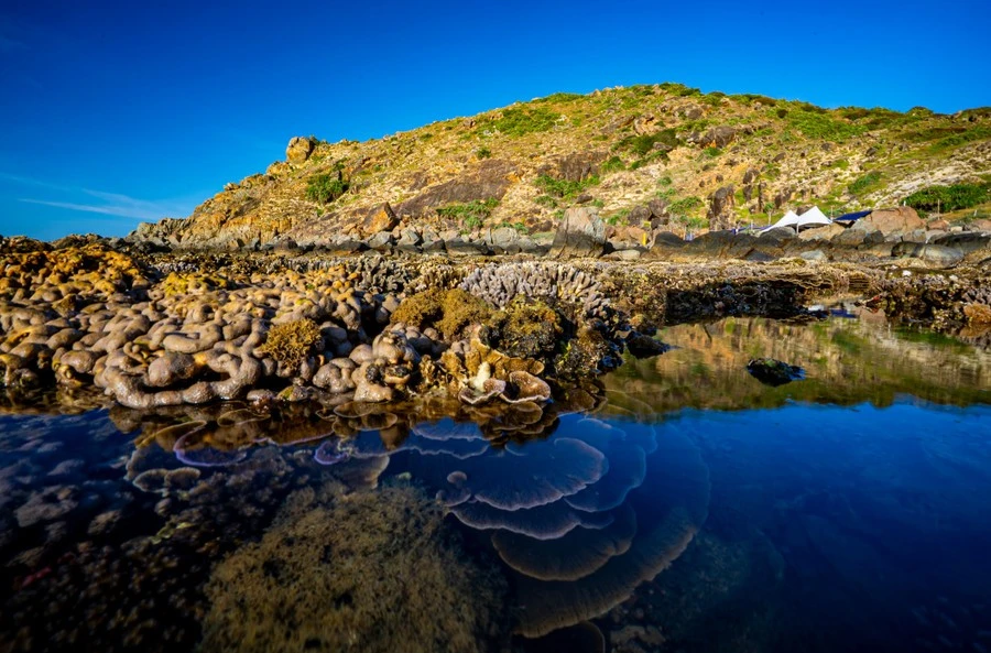 View - Ngắm "vườn hoa dưới biển" ở Nhơn Lý mùa nước cạn khiến du khách mê mẩn | Báo Tri thức và Cuộc sống - TIN TỨC PHỔ BIẾN KIẾN THỨC 24H