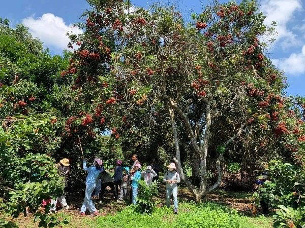 View - Miệt vườn miền Tây vào mùa trái chín, hút khách tấp nập | Báo Tri thức và Cuộc sống - TIN TỨC PHỔ BIẾN KIẾN THỨC 24H