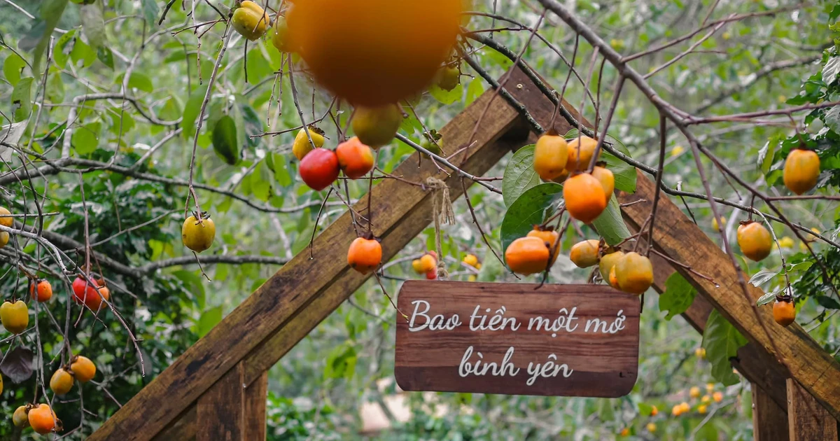 View - 'Săn' mùa hồng Đà Lạt, chọn tour nào hợp túi tiền? | Báo Tri thức và Cuộc sống - TIN TỨC PHỔ BIẾN KIẾN THỨC 24H