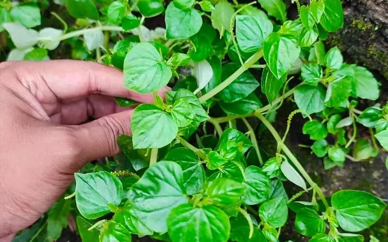 Lợi ích bất ngờ của rau càng cua đối với sức khỏe