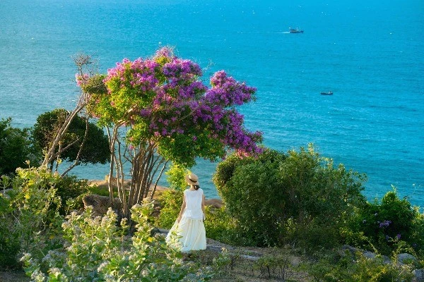 View - Hoa bằng lăng nhuộm tím Mũi Dinh, điểm đến không thể bỏ lỡ hè này | Báo Tri thức và Cuộc sống - TIN TỨC PHỔ BIẾN KIẾN THỨC 24H