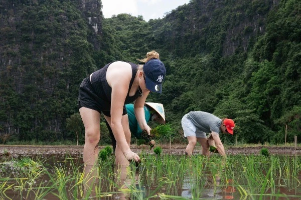View - Du khách Tây mê mẩn trải nghiệm làm nông dân cấy lúa ở Tam Cốc | Báo Tri thức và Cuộc sống - TIN TỨC PHỔ BIẾN KIẾN THỨC 24H