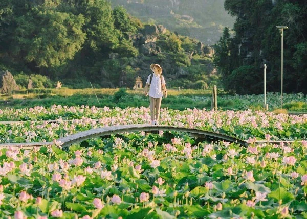 View - Ngắm sen nở, lúa chín ở Ninh Bình, tour nào hợp ví tiền? | Báo Tri thức và Cuộc sống - TIN TỨC PHỔ BIẾN KIẾN THỨC 24H