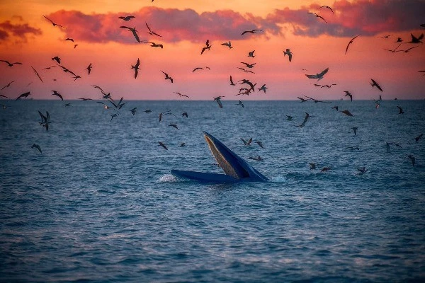 View - Cá voi săn mồi dưới bình minh tuyệt đẹp ở biển Gia Lai | Báo Tri thức và Cuộc sống - TIN TỨC PHỔ BIẾN KIẾN THỨC 24H