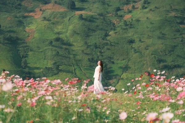 View - Đồi hoa cánh bướm khoe sắc giữa núi rừng Tà Xùa hút các nàng thơ đến check-in | Báo Tri thức và Cuộc sống - TIN TỨC PHỔ BIẾN KIẾN THỨC 24H