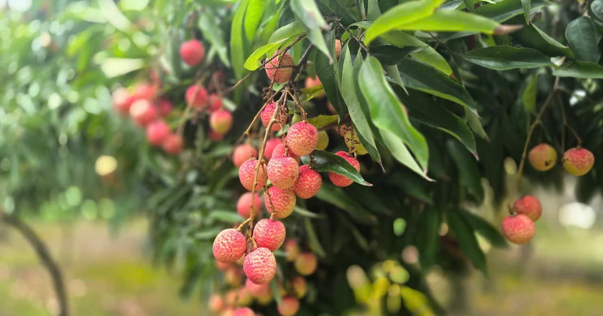 View - Vải thiều Thanh Hà - sản vật tiến vua, đặc sản xuất khẩu | Báo Tri thức và Cuộc sống - TIN TỨC PHỔ BIẾN KIẾN THỨC 24H