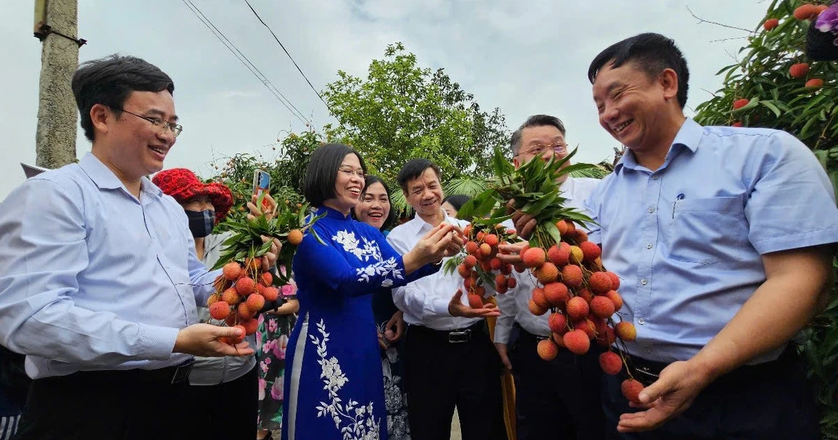 View - Hải Dương xuất khẩu lô vải thiều Thanh Hà đầu tiên năm 2025 | Báo Tri thức và Cuộc sống - TIN TỨC PHỔ BIẾN KIẾN THỨC 24H
