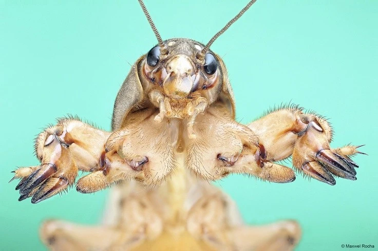 View - Loài côn trùng 'bậc thầy đào hang', tiếng kêu vang xa đáng kinh ngạc | Báo Tri thức và Cuộc sống - TIN TỨC PHỔ BIẾN KIẾN THỨC 24H