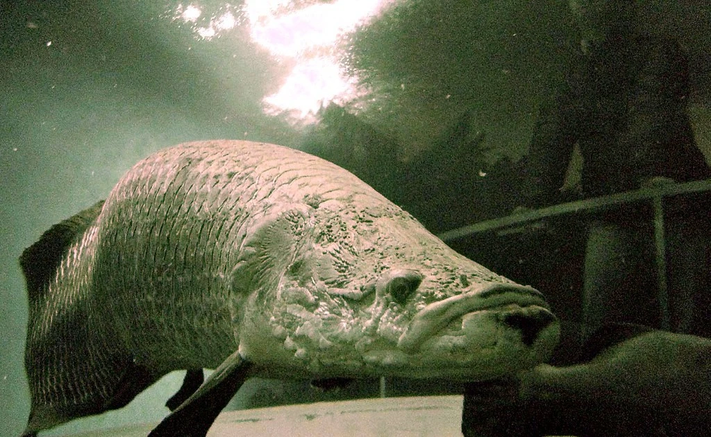 Gallery - Sự thật bất ngờ về sinh vật khổng lồ được mệnh danh 'thủy quái Amazon' | Báo Tri thức và Cuộc sống - TIN TỨC PHỔ BIẾN KIẾN THỨC 24H