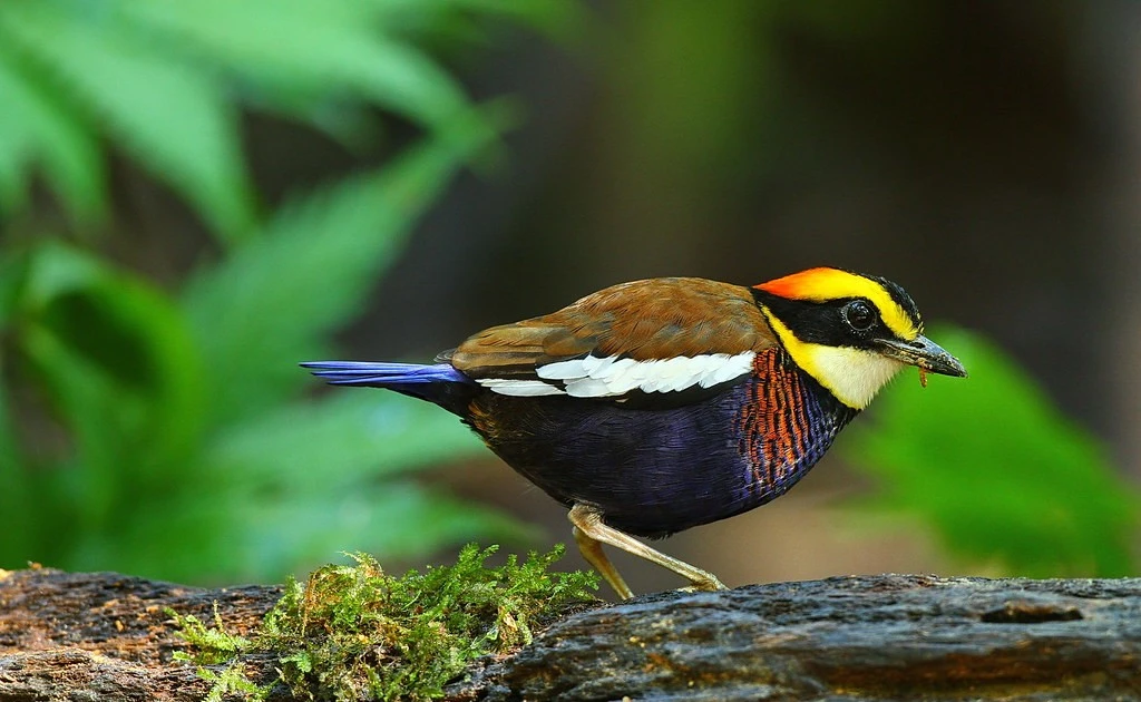 Gallery - Loài chim 'cụt đuôi' được ví như 'viên ngọc sống' trong rừng rậm Việt Nam | Báo Tri thức và Cuộc sống - TIN TỨC PHỔ BIẾN KIẾN THỨC 24H