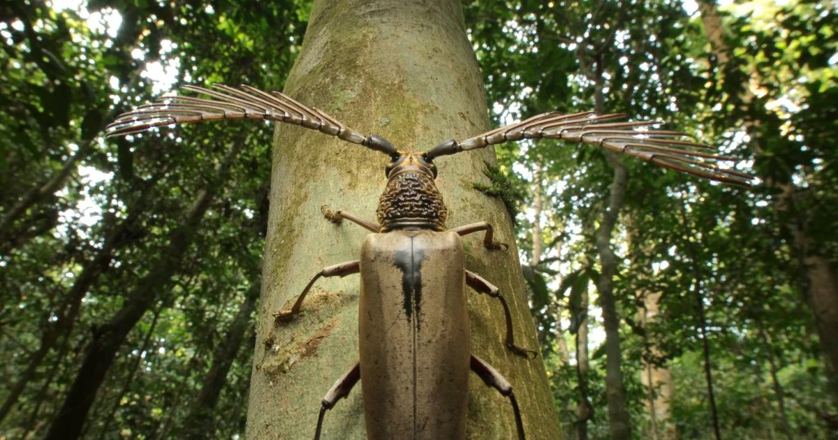 View - Xén tóc kỳ dị cực hiếm gặp mang tên nhà khoa học vĩ đại | Báo Tri thức và Cuộc sống - TIN TỨC PHỔ BIẾN KIẾN THỨC 24H
