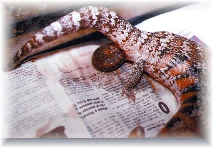 View - Hành vi độc lạ của loài thằn lằn bóng lưỡi xanh Đông Úc | Báo Tri thức và Cuộc sống - TIN TỨC PHỔ BIẾN KIẾN THỨC 24H