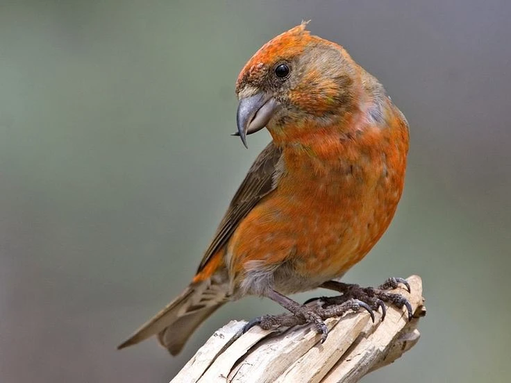 View - Loài chim có mỏ dị thường nhất Việt Nam, chỉ ăn một thứ đặc biệt | Báo Tri thức và Cuộc sống - TIN TỨC PHỔ BIẾN KIẾN THỨC 24H