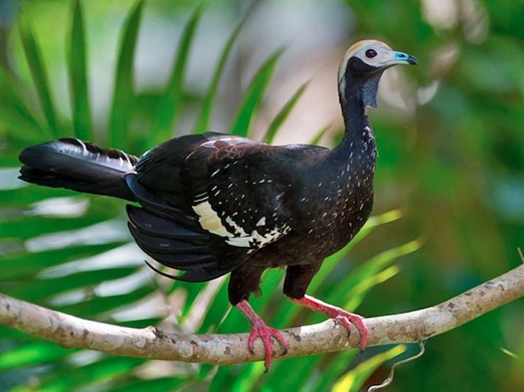 View - Tận mục loài gà kỳ dị chuyên sống trên cây, chỉ có ở châu Mỹ | Báo Tri thức và Cuộc sống - TIN TỨC PHỔ BIẾN KIẾN THỨC 24H
