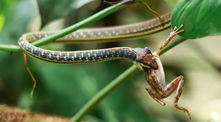 Gallery - Loại gia vị của Việt Nam khiến rắn sợ 'mất mật' | Báo Tri thức và Cuộc sống - TIN TỨC PHỔ BIẾN KIẾN THỨC 24H