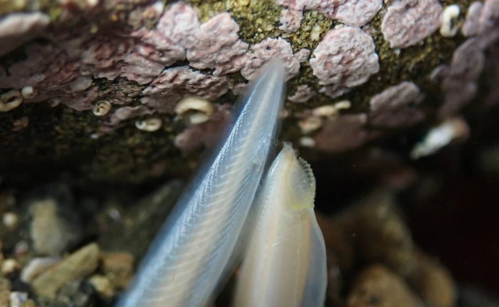 View - Sinh vật giống hệt cá nhưng không có não, cực quan trọng trên cây tiến hóa | Báo Tri thức và Cuộc sống - TIN TỨC PHỔ BIẾN KIẾN THỨC 24H