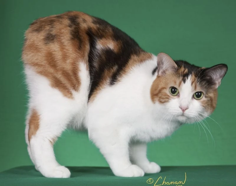 View - Tận mục giống mèo tròn trịa không đuôi, triệu người mê mẩn | Báo Tri thức và Cuộc sống - TIN TỨC PHỔ BIẾN KIẾN THỨC 24H