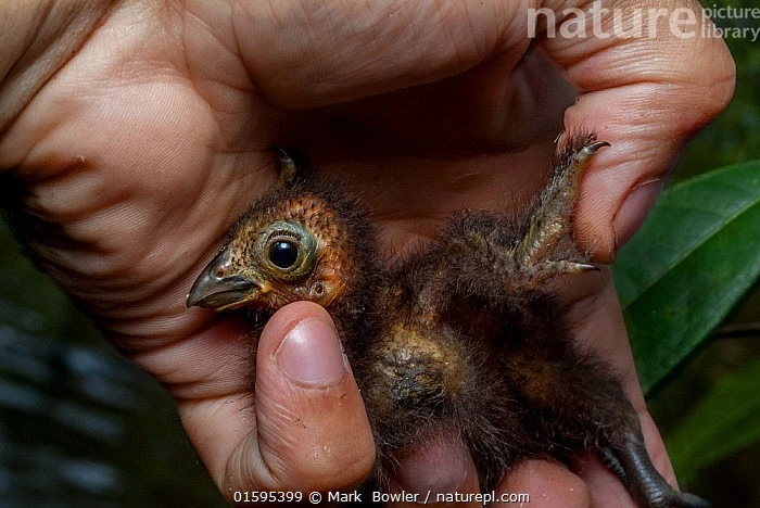 View - Loài quái điểu có móng vuốt ở cánh, chỉ có ở rừng Amazon | Báo Tri thức và Cuộc sống - TIN TỨC PHỔ BIẾN KIẾN THỨC 24H