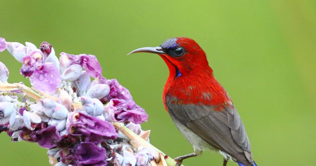 Gallery - Chim hút mật Việt Nam sở hữu chiếc lưỡi 'độc lạ gây sốc | Báo Tri thức và Cuộc sống - TIN TỨC PHỔ BIẾN KIẾN THỨC 24H