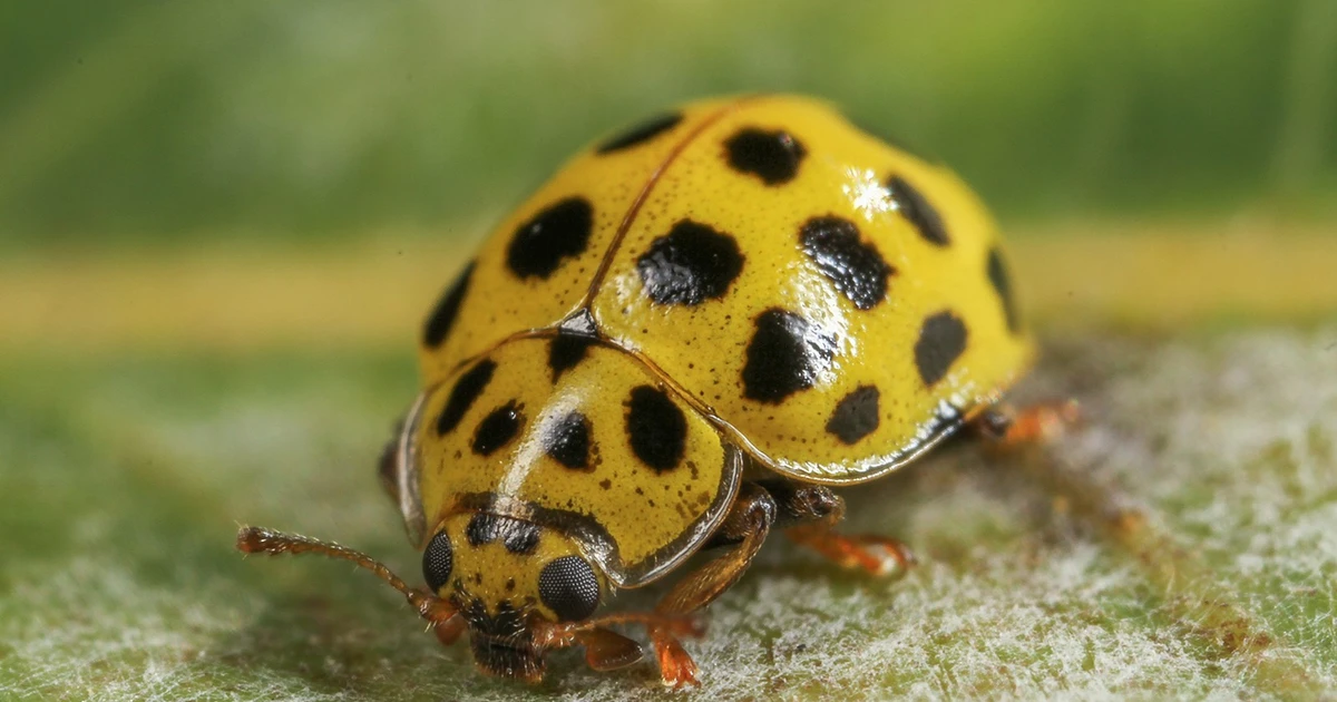 Gallery - Bọ rùa 20 chấm, loài côn trùng ăn nấm đặc biệt | Báo Tri thức và Cuộc sống - TIN TỨC PHỔ BIẾN KIẾN THỨC 24H