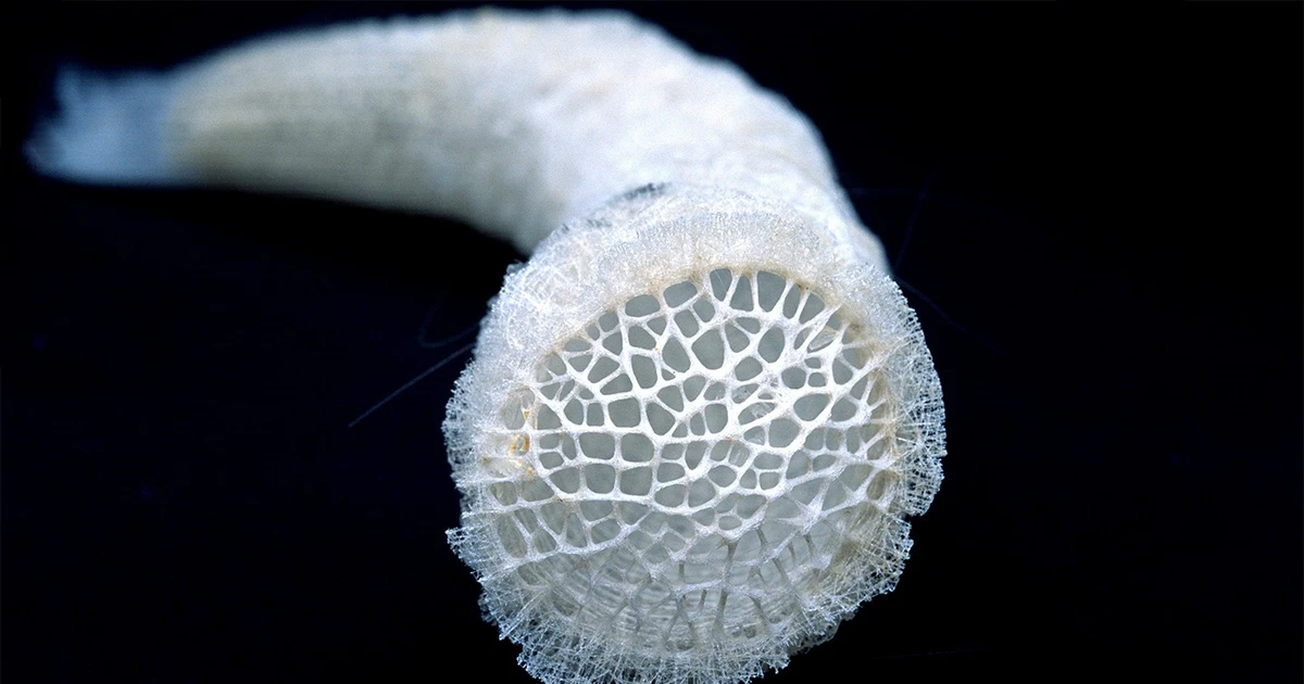 View - Kinh ngạc loài hải miên giỏ hoa với cấu trúc silica tinh xảo | Báo Tri thức và Cuộc sống - TIN TỨC PHỔ BIẾN KIẾN THỨC 24H