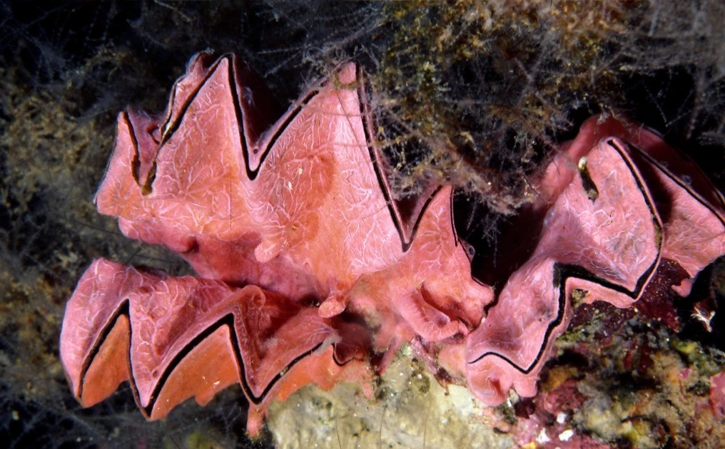 View - Hàu mào gà bị săn lùng ráo riết vì lý do đặc biệt | Báo Tri thức và Cuộc sống - TIN TỨC PHỔ BIẾN KIẾN THỨC 24H