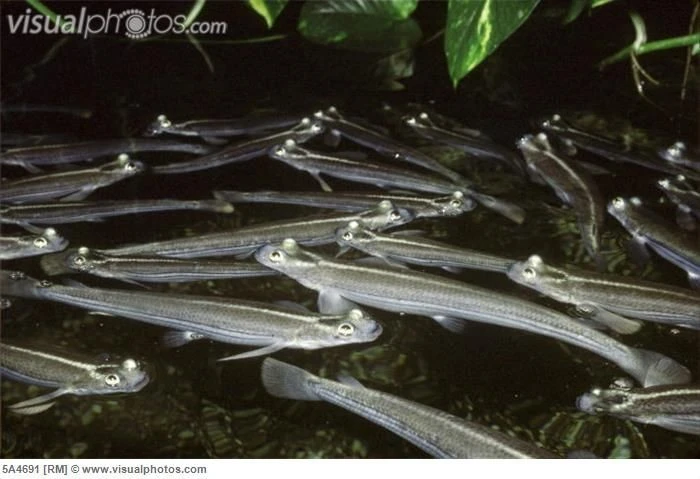 Gallery - Kỳ lạ loài cá bốn mắt, nhìn được cùng lúc hai thế giới | Báo Tri thức và Cuộc sống - TIN TỨC PHỔ BIẾN KIẾN THỨC 24H