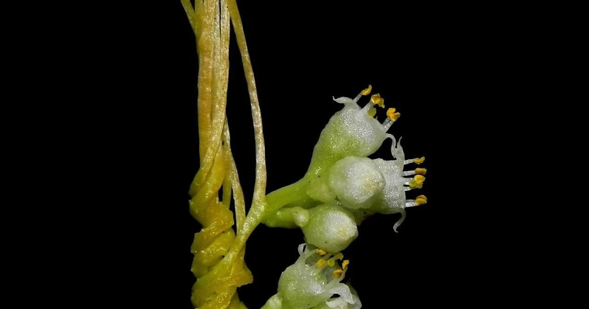 Gallery - Tận mục loài cây ký sinh kỳ lạ nhất thế giới, Việt Nam có nhiều | Báo Tri thức và Cuộc sống - TIN TỨC PHỔ BIẾN KIẾN THỨC 24H