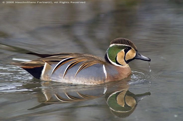 Gallery - Loài vịt ‘đẹp nhất thế giới’, ai nhìn cũng ngỡ tranh vẽ | Báo Tri thức và Cuộc sống - TIN TỨC PHỔ BIẾN KIẾN THỨC 24H