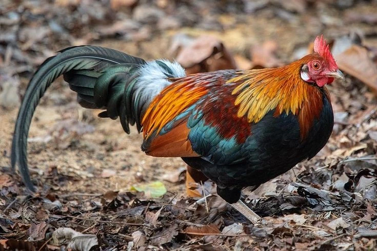 Gallery - Tận mục gà rừng đỏ - tổ tiên của loài gà, Việt Nam có nhiều | Báo Tri thức và Cuộc sống - TIN TỨC PHỔ BIẾN KIẾN THỨC 24H