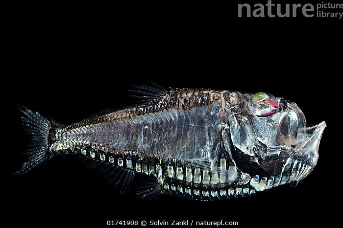 View - Độc lạ loài cá rìu lơ lửng dưới bóng tối Thái Bình Dương | Báo Tri thức và Cuộc sống - TIN TỨC PHỔ BIẾN KIẾN THỨC 24H