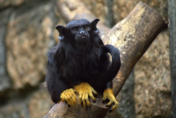 View - Loài khỉ độc lạ thân mình đen thui... tứ chi như vàng thỏi | Báo Tri thức và Cuộc sống - TIN TỨC PHỔ BIẾN KIẾN THỨC 24H