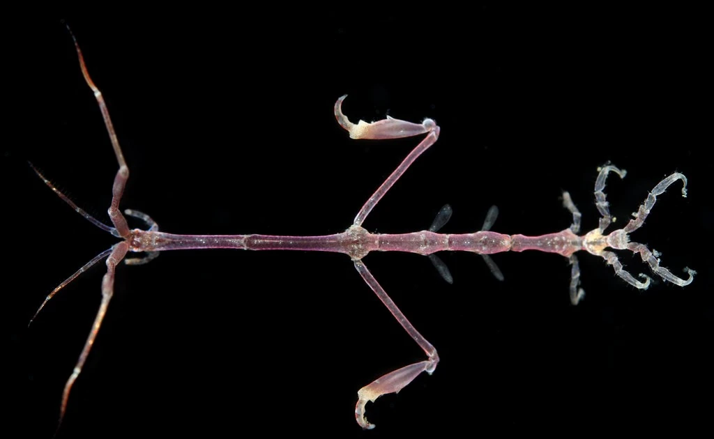 View - Loài vật hệt bộ xương di động có khả năng 'tàng hình' kỳ diệu | Báo Tri thức và Cuộc sống - TIN TỨC PHỔ BIẾN KIẾN THỨC 24H