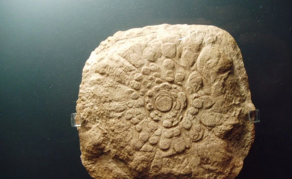 View - Hóa thạch hình bánh xe 540 triệu năm khiến giới khoa học tranh cãi | Báo Tri thức và Cuộc sống - TIN TỨC PHỔ BIẾN KIẾN THỨC 24H