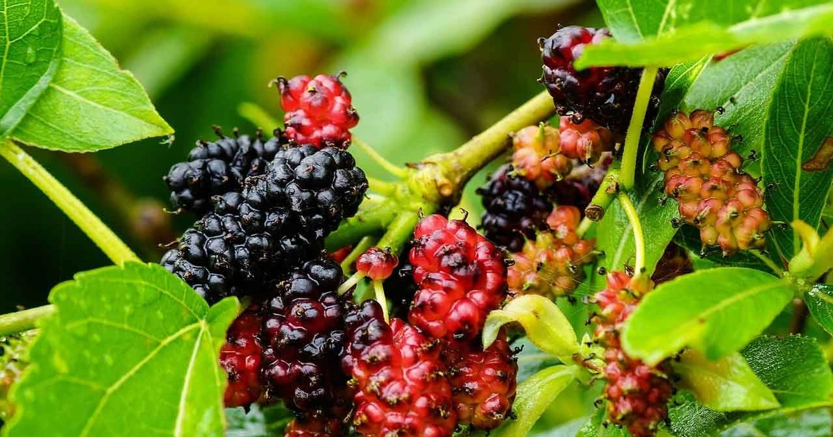 View - Sự thật bất ngờ về cây dâu tằm, 'Thần dược' Đông y, trụ cột tơ lụa ngàn năm | Báo Tri thức và Cuộc sống - TIN TỨC PHỔ BIẾN KIẾN THỨC 24H