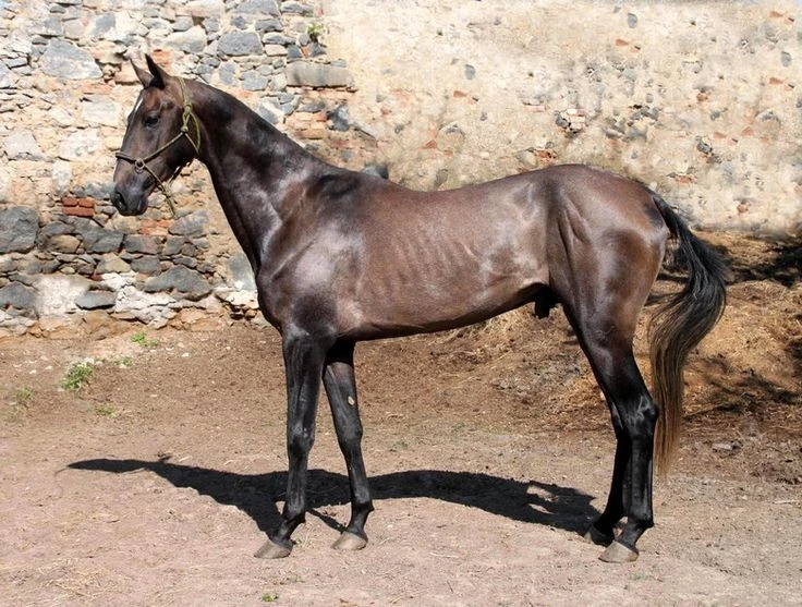 View - Ngựa ngủ đứng hàng giờ không mệt, lý do khiến loài người choáng | Báo Tri thức và Cuộc sống - TIN TỨC PHỔ BIẾN KIẾN THỨC 24H