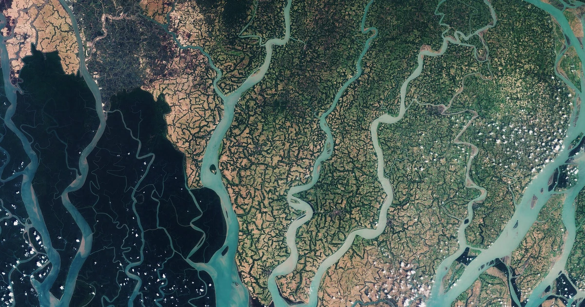 View - Điều kỳ thú ở khu rừng ngập mặn lớn nhất hành tinh | Báo Tri thức và Cuộc sống - TIN TỨC PHỔ BIẾN KIẾN THỨC 24H