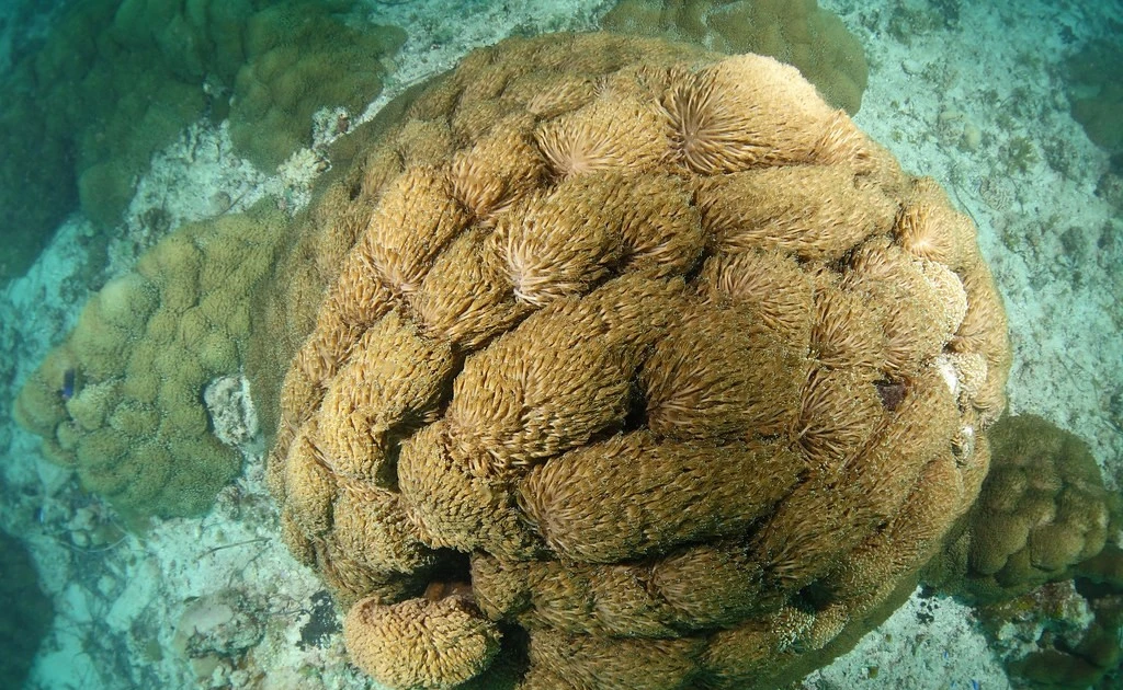 Gallery - Chiêm ngưỡng sinh vật kỳ diệu được ví như 'rừng mưa nhiệt đới dưới nước' | Báo Tri thức và Cuộc sống - TIN TỨC PHỔ BIẾN KIẾN THỨC 24H