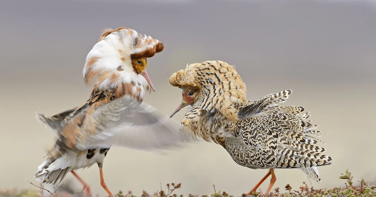 View - Loài chim hiếu chiến có tập tính sinh sản kỳ lạ nhất thế giới | Báo Tri thức và Cuộc sống - TIN TỨC PHỔ BIẾN KIẾN THỨC 24H